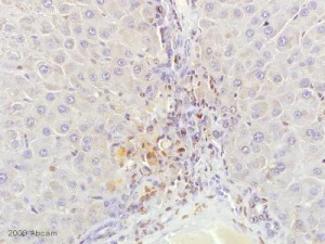 Immunohistochemistry (Formalin/PFA-fixed paraffin-embedded sections) - Anti-DNA/RNA Damage antibody [15A3] (AB62623)