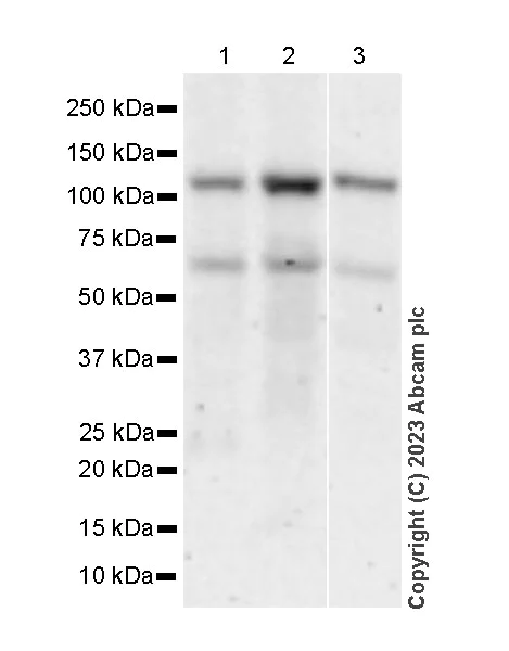 Western blot - Anti-DNA2 antibody [EPR28420-90] (AB315470)