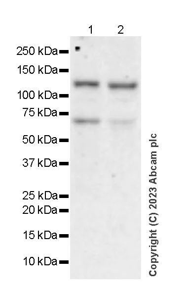 Western blot - Anti-DNA2 antibody [EPR28420-90] (AB315470)