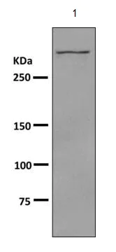 Western blot - Anti-DNAH3 antibody [EPR11746] (AB172632)