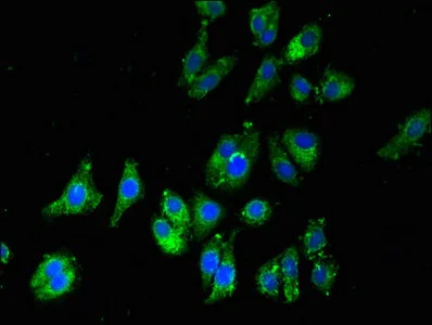 Immunocytochemistry/ Immunofluorescence - Anti-DNAH5 antibody (AB234826)