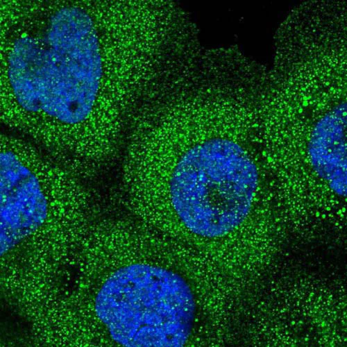 Immunocytochemistry/ Immunofluorescence - Anti-DNAH6 antibody (AB122333)