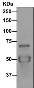 Immunoprecipitation - Anti-DNAI2 antibody [EPR11224] - BSA and Azide free (AB249591)