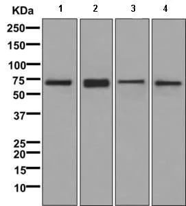 Western blot - Anti-DNAI2 antibody [EPR11224] - BSA and Azide free (AB249591)