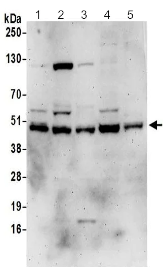 Western blot - Anti-DNAJA1 antibody (AB192904)