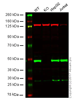 Western blot - Anti-DNAJA1 antibody [EPR7248] (AB126774)