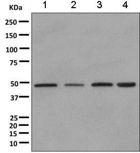 Western blot - Anti-DNAJA2 antibody [EPR11302(B)] (AB157216)