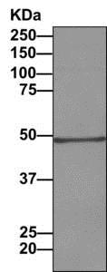 Western blot - Anti-DNAJA2 antibody [EPR11302(B)] - BSA and Azide free (AB249318), expandable thumbnail
