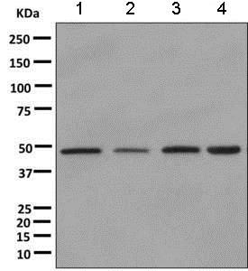 Western blot - Anti-DNAJA2 antibody [EPR11302(B)] - BSA and Azide free (AB249318), expandable thumbnail