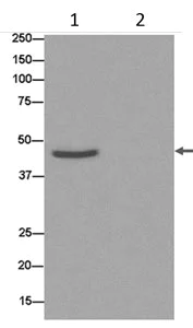 Immunoprecipitation - Anti-DNAJA4 antibody [EPR8756] - BSA and Azide free (AB250838)