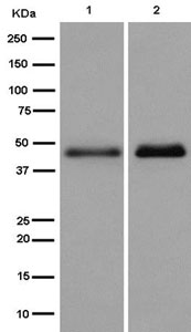 Western blot - Anti-DNAJA4 antibody [EPR8756] - BSA and Azide free (AB250838), expandable thumbnail