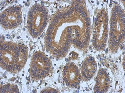 Immunohistochemistry (Formalin/PFA-fixed paraffin-embedded sections) - Anti-DNAJB12 antibody (AB154410)