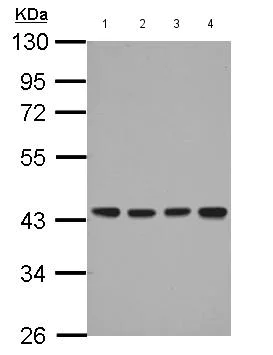 Western blot - Anti-DNAJB12 antibody (AB154410)
