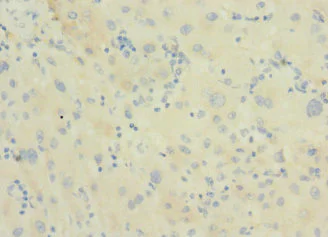 Immunohistochemistry (Formalin/PFA-fixed paraffin-embedded sections) - Anti-DNAJB14 antibody (AB238729)
