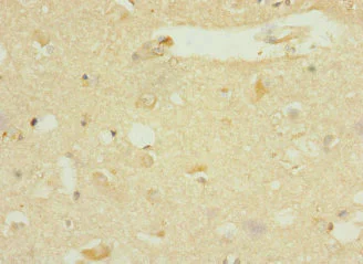 Immunohistochemistry (Formalin/PFA-fixed paraffin-embedded sections) - Anti-DNAJB2 antibody (AB230249)