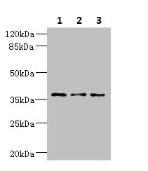 Western blot - Anti-DNAJB2 antibody (AB230249)