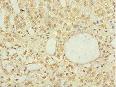 Immunohistochemistry (Formalin/PFA-fixed paraffin-embedded sections) - Anti-DNAJB4 antibody (AB235406)