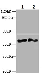 Western blot - Anti-DNAJB4 antibody (AB235406)