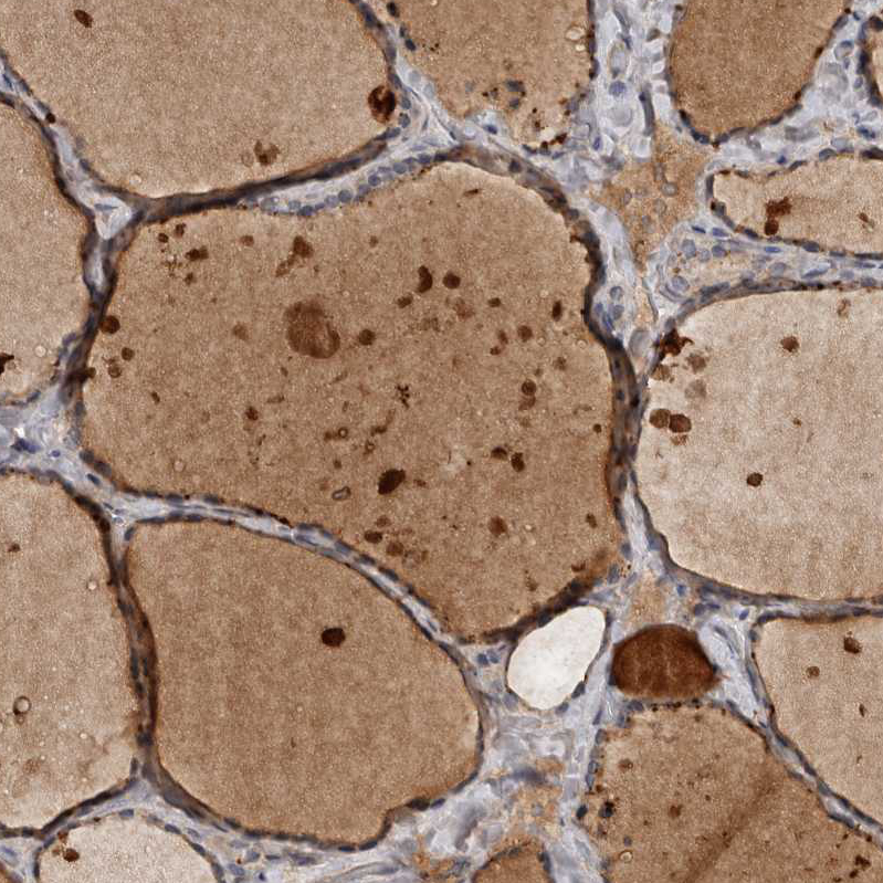 Immunohistochemistry (Formalin/PFA-fixed paraffin-embedded sections) - Anti-DNAJB4 antibody (AB254641)