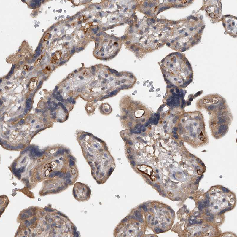 Immunohistochemistry (Formalin/PFA-fixed paraffin-embedded sections) - Anti-DNAJB4 antibody (AB254641)