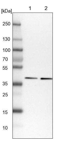 Western blot - Anti-DNAJB4 antibody (AB254641)