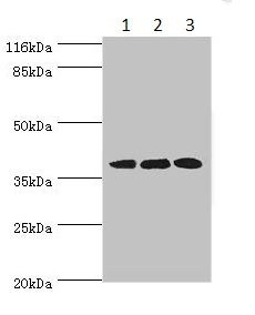 Western blot - Anti-DNAJB5 antibody (AB234992), expandable thumbnail