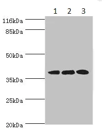 Western blot - Anti-DNAJB5 antibody (AB234992)