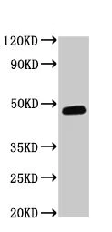Western blot - Anti-DNAJB5 antibody (AB234992)
