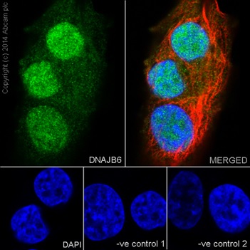 Immunocytochemistry/ Immunofluorescence - Anti-DNAJB6 antibody [EPR17122] - BSA and Azide free (AB240346), expandable thumbnail
