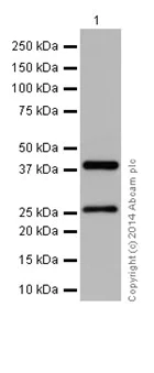 Western blot - Anti-DNAJB6 antibody [EPR17122] - N-terminal (AB198995)