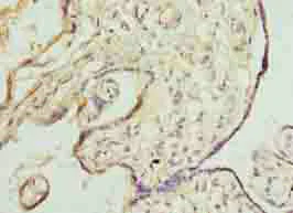 Immunohistochemistry (Formalin/PFA-fixed paraffin-embedded sections) - Anti-DNAJB8 antibody (AB235546)