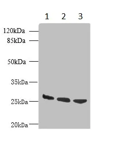 Western blot - Anti-DNAJB8 antibody (AB235546)
