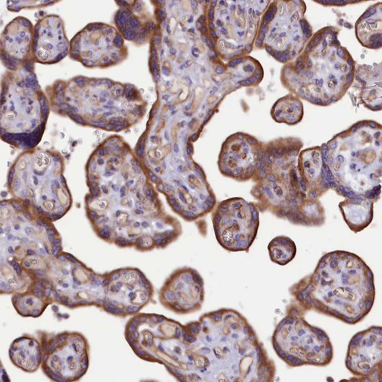 Immunohistochemistry (Formalin/PFA-fixed paraffin-embedded sections) - Anti-DNAJB9 antibody (AB251877)