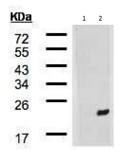 Western blot - Anti-DNAJB9 antibody - C-terminal (AB227055)
