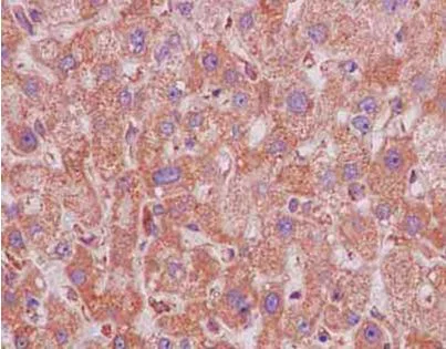 Immunohistochemistry (Formalin/PFA-fixed paraffin-embedded sections) - Anti-DNAJC11 antibody [EPR15065(B)] - BSA and Azide free (AB250670)