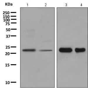 Western blot - Anti-DNAJC12 antibody [EPR10067] - BSA and Azide free (AB249436)
