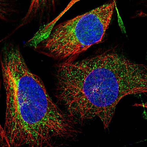 Immunocytochemistry/ Immunofluorescence - Anti-DNAJC16 antibody (AB122855), expandable thumbnail