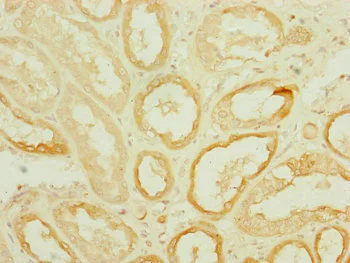 Immunohistochemistry (Formalin/PFA-fixed paraffin-embedded sections) - Anti-DNAJC19 antibody (AB230187)