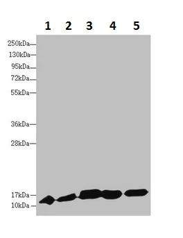 Western blot - Anti-DNAJC19 antibody (AB230187)