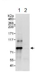 Immunoprecipitation - Anti-DNAJC2/ZRF1 antibody (AB134572)