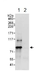 Immunoprecipitation - Anti-DNAJC2/ZRF1 antibody (AB134572)