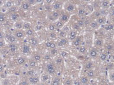 Immunohistochemistry (Formalin/PFA-fixed paraffin-embedded sections) - Anti-DNAJC2/ZRF1 antibody (AB231318), expandable thumbnail