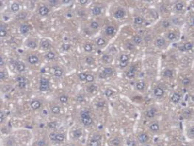 Immunohistochemistry (Formalin/PFA-fixed paraffin-embedded sections) - Anti-DNAJC2/ZRF1 antibody (AB231318)