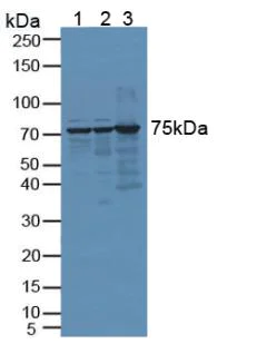 Western blot - Anti-DNAJC2/ZRF1 antibody (AB231318)