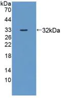 Western blot - Anti-DNAJC2/ZRF1 antibody (AB231318)
