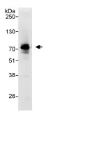 Immunoprecipitation - Anti-DNAJC21 antibody (AB86434)
