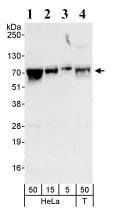 Western blot - Anti-DNAJC21 antibody (AB86434)