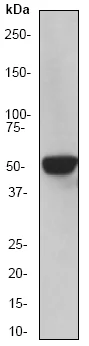 Western blot - Anti-DNAJC3 antibody [EP597Y] - BSA and Azide free (AB247335)