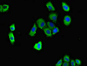 Immunocytochemistry/ Immunofluorescence - Anti-DNAJC4 antibody (AB237538)