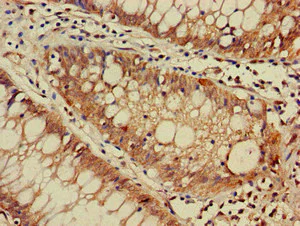 Immunohistochemistry (Formalin/PFA-fixed paraffin-embedded sections) - Anti-DNAJC4 antibody (AB237538)